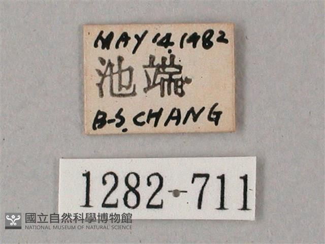 雙斑白肩天蛾藏品圖，第3張