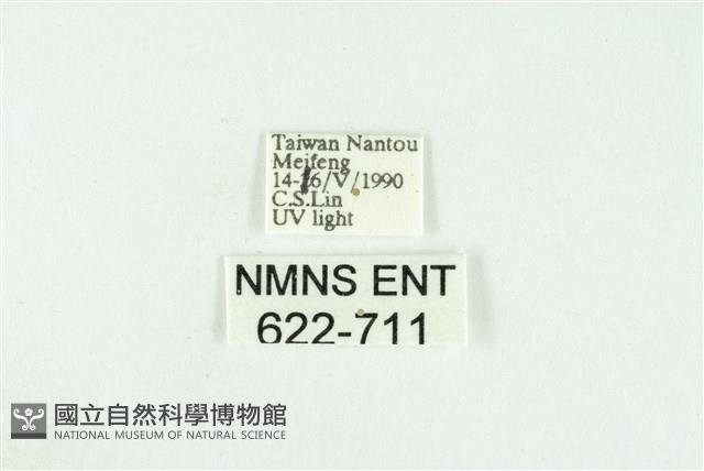 寬紋黃毒蛾藏品圖，第3張