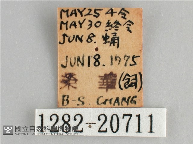 森林暮眼蝶、黑樹蔭蝶藏品圖，第3張