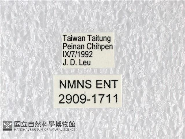 多姿麝鳳蝶藏品圖，第3張