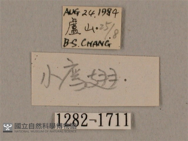廣東鷹翅天蛾藏品圖，第3張