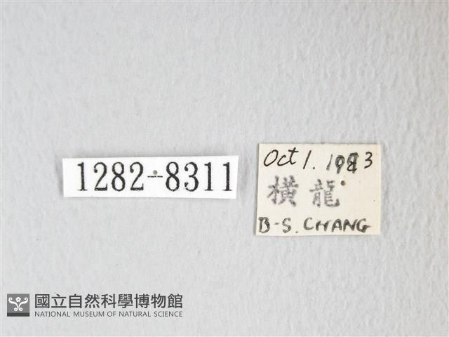 圓翅大鉤蛾藏品圖，第3張