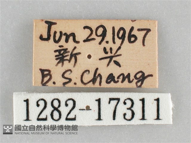 網絲蛺蝶、石牆蝶藏品圖，第3張