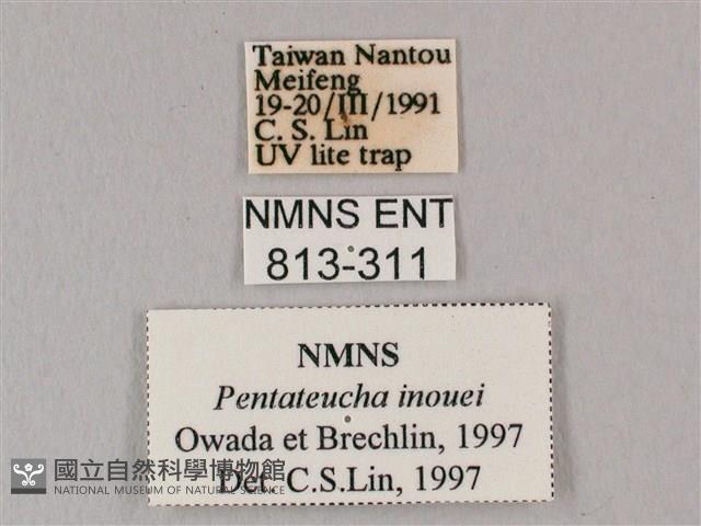 井上氏絨毛天蛾藏品圖，第3張