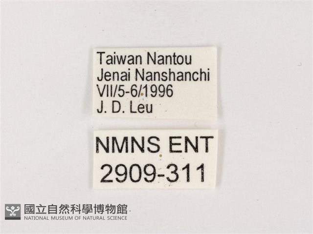 嫵琉灰蝶藏品圖，第3張