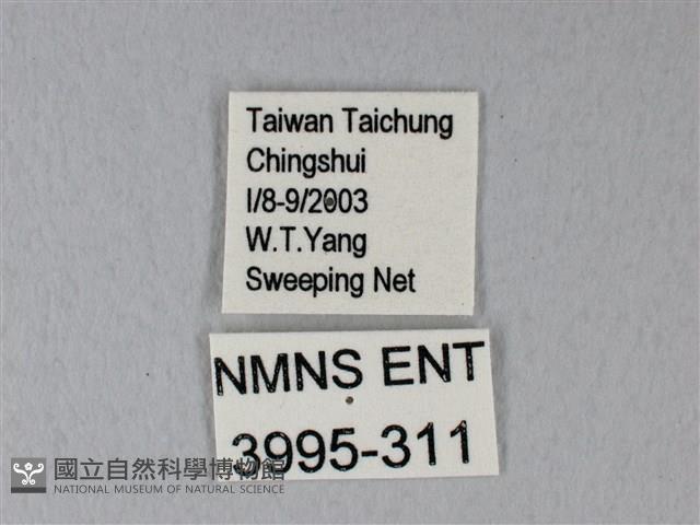 白粉蝶、紋白蝶藏品圖，第3張