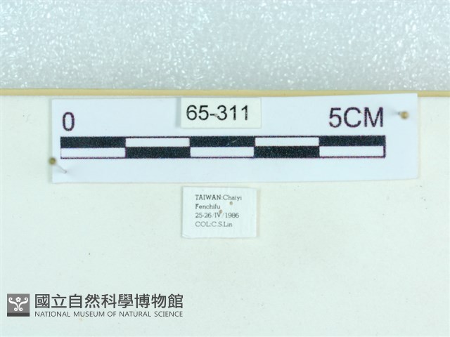粉蝶燈蛾藏品圖，第3張