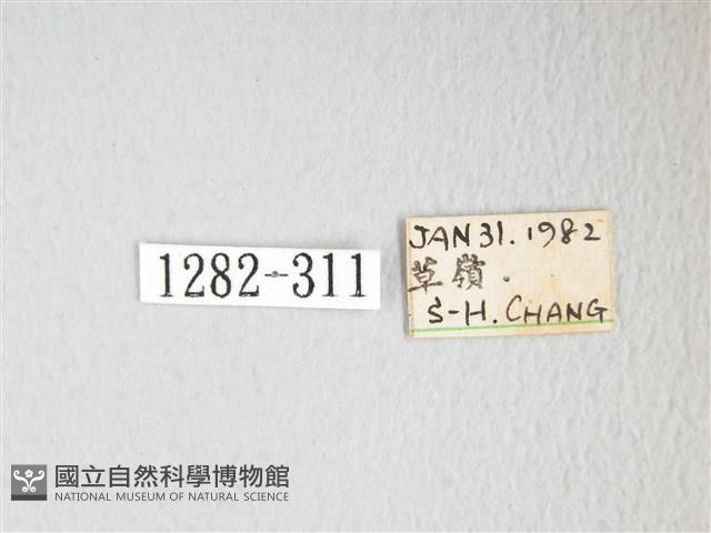 凹角鉤蛾藏品圖，第3張