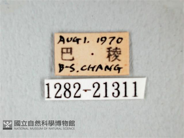 細邊琉灰蝶藏品圖，第3張
