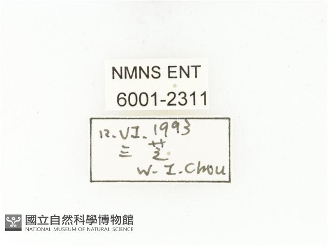 臺灣白條金龜藏品圖，第2張