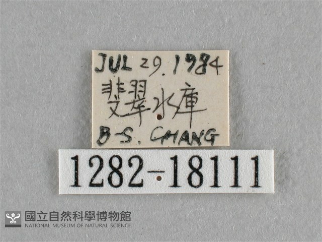 異色尖粉蝶藏品圖，第3張