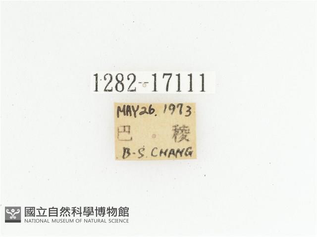 臺灣跗花金龜藏品圖，第2張