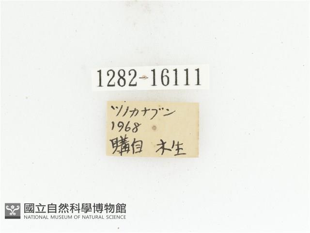 臺灣扇角金龜藏品圖，第2張