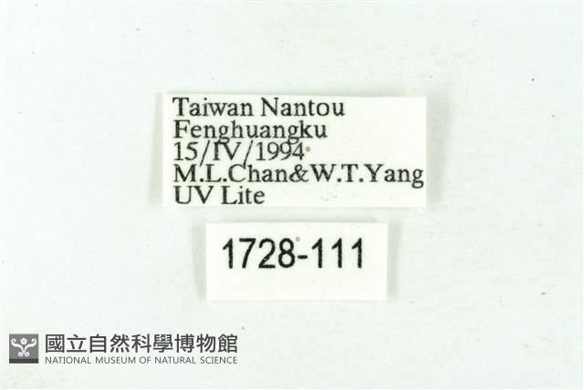 臺雪苔蛾藏品圖，第3張