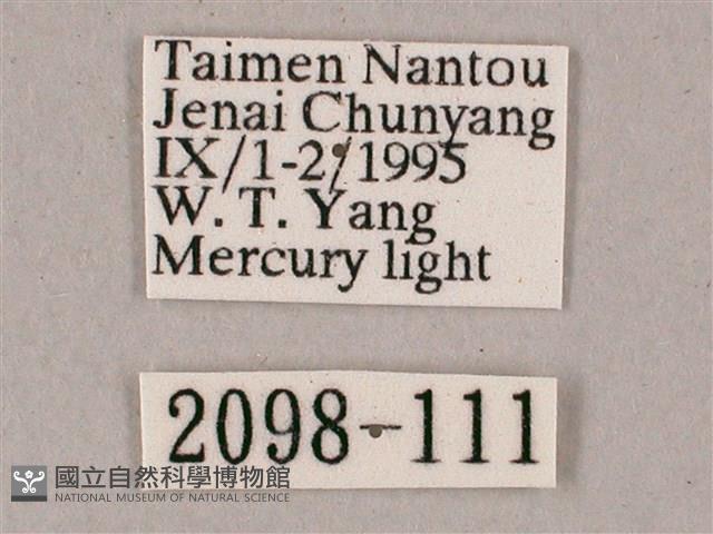 榆綠天蛾藏品圖，第3張