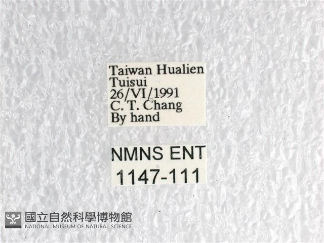 花鳳蝶、無尾鳳蝶藏品圖，第3張