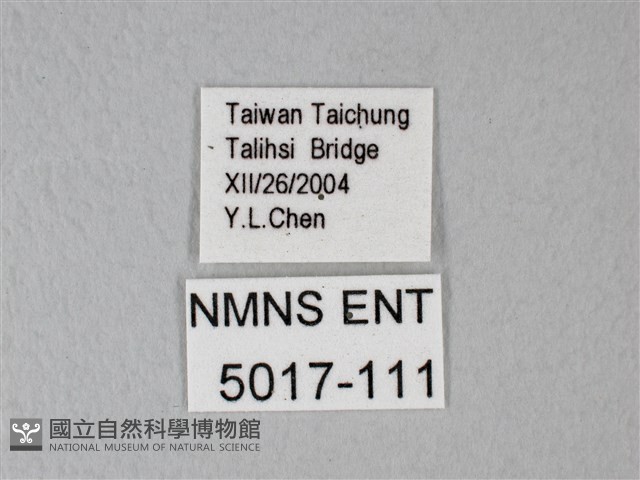 白粉蝶、紋白蝶藏品圖，第3張