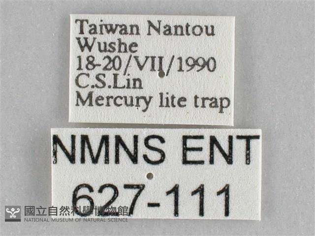 長斑擬燈蛾藏品圖，第3張