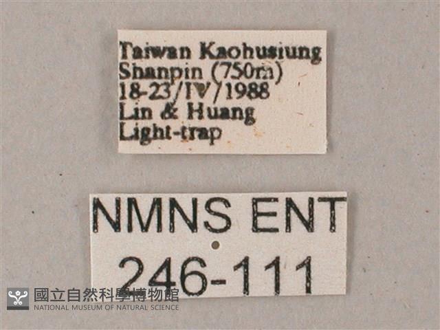 間斷斜紋天蛾藏品圖，第3張