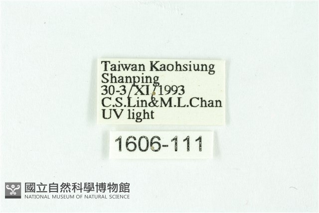三條橙燈蛾藏品圖，第3張
