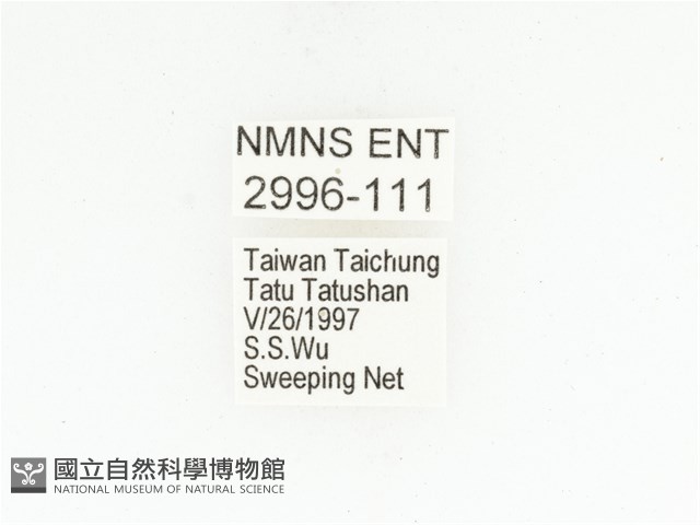藍艷白點花金龜藏品圖，第2張