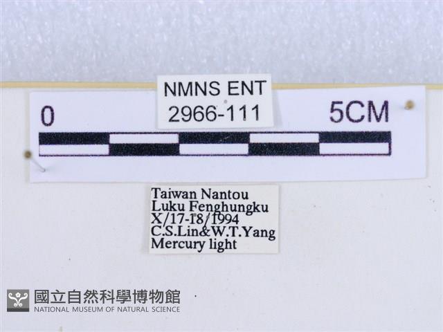 閃光苔蛾藏品圖，第3張