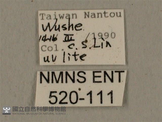 全緣缺角天蛾藏品圖，第3張