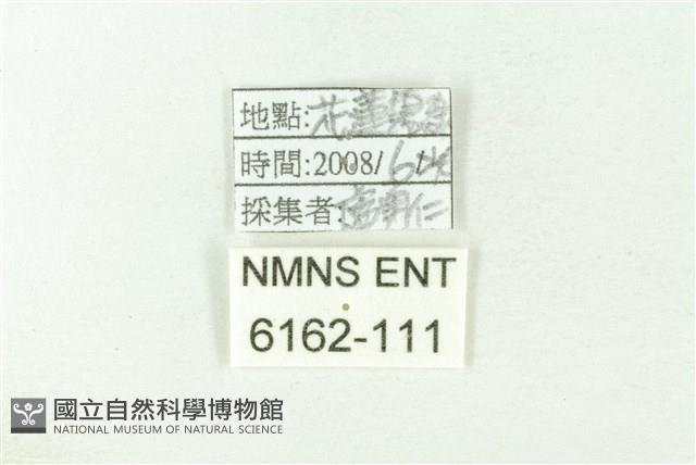 線灰蝶藏品圖，第3張