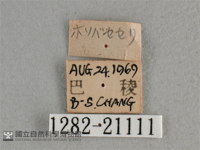 白斑弄蝶藏品圖，第3張
