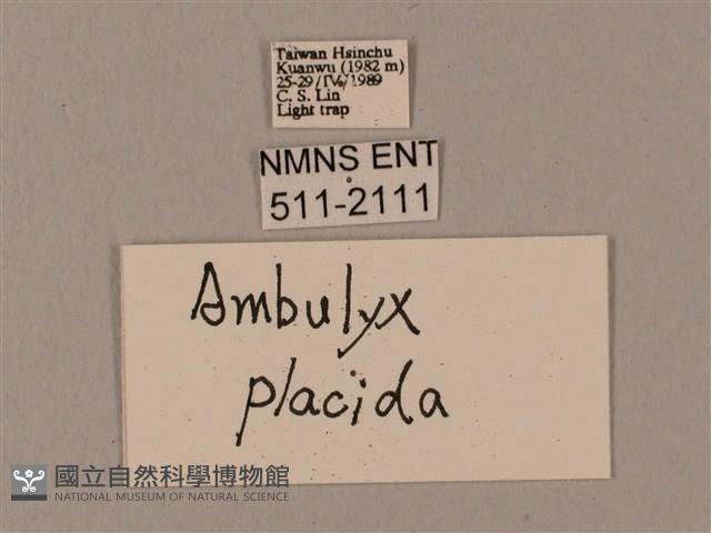 圓斑鷹翅天蛾藏品圖，第3張