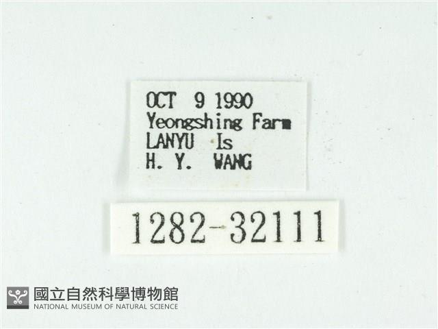 叉紋閃舞蛾藏品圖，第3張