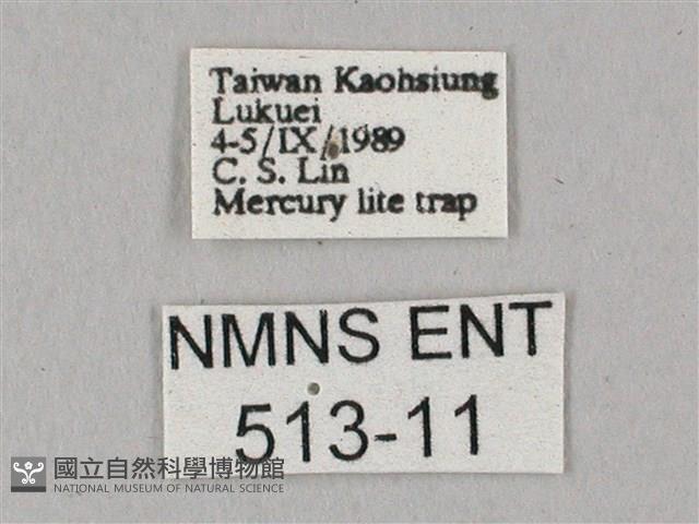 白點天蛾 藏品圖，第3張