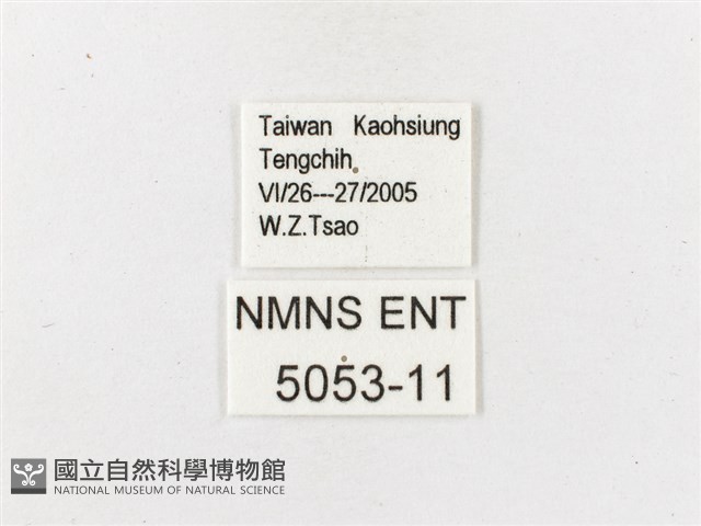 白漪波眼蝶藏品圖，第3張