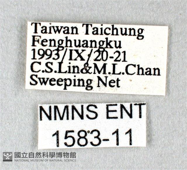 白弄蝶藏品圖，第3張