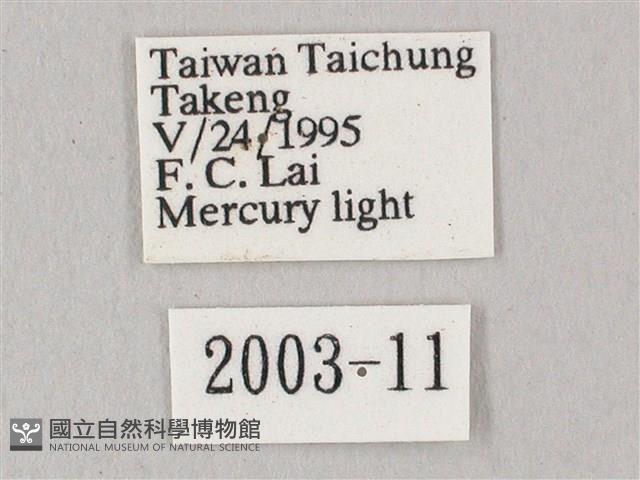 白點天蛾 藏品圖，第3張