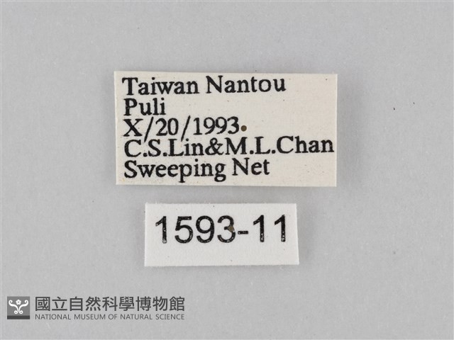 豆環蛺蝶藏品圖，第3張