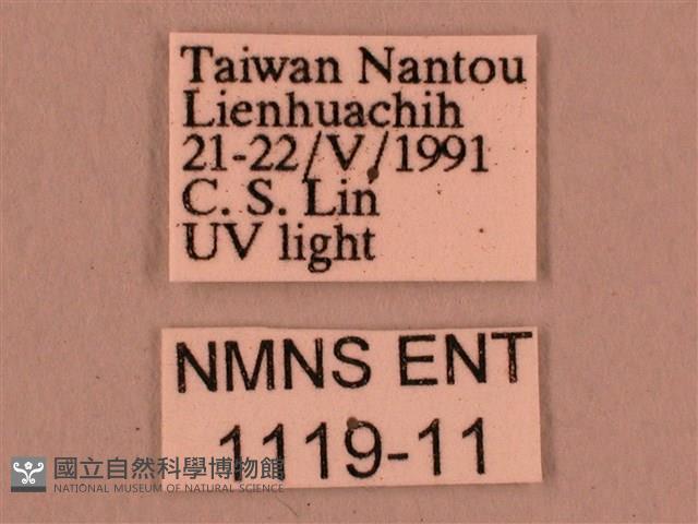 直翅六點天蛾藏品圖，第3張