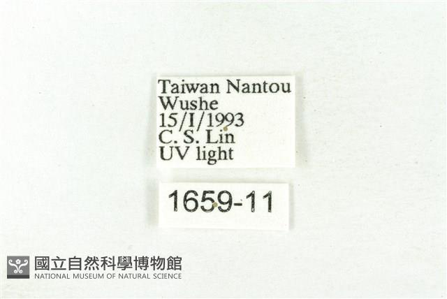 樹形尺蛾藏品圖，第3張