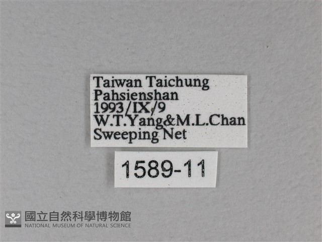 苧麻細蝶藏品圖，第3張