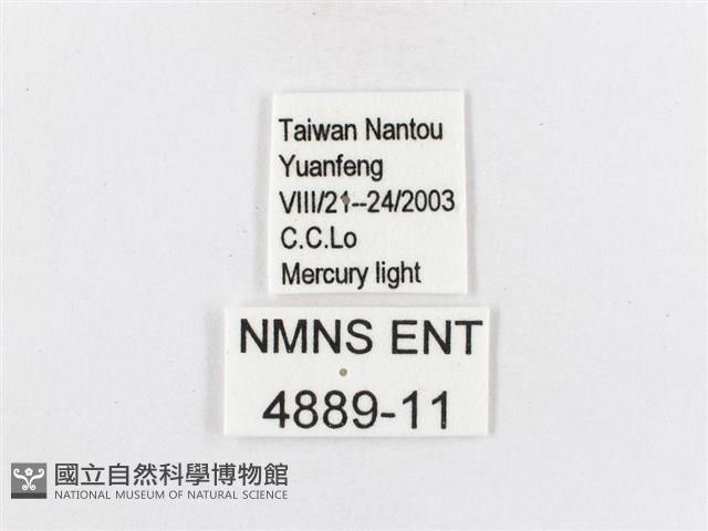 蓬萊茶斑蛾藏品圖，第3張