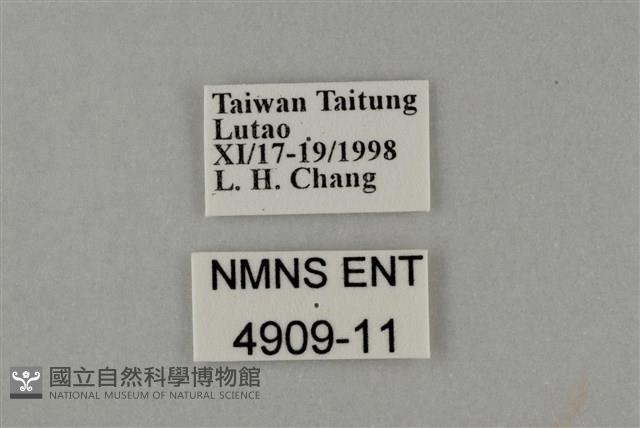 藍灰蝶沖繩亞種藏品圖，第3張