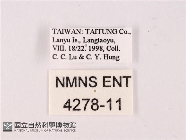 曲波紋灰蝶藏品圖，第3張