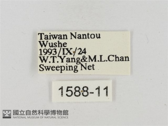 淡褐脈粉蝶藏品圖，第3張