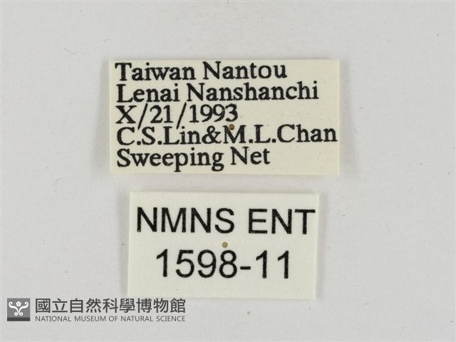 淡褐脈粉蝶藏品圖，第3張