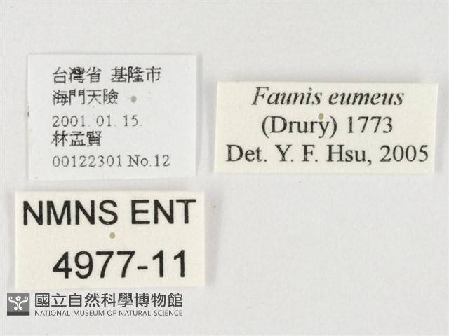 串珠環蝶藏品圖，第3張