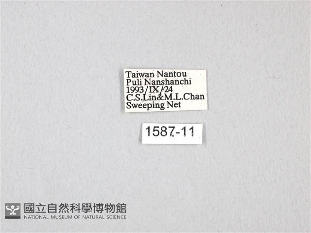 青帶鳳蝶藏品圖，第3張