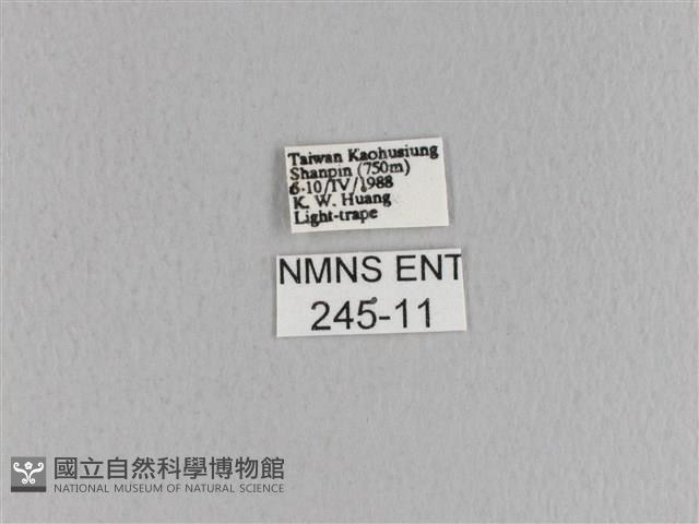 大褐斑枯葉蛾藏品圖，第3張