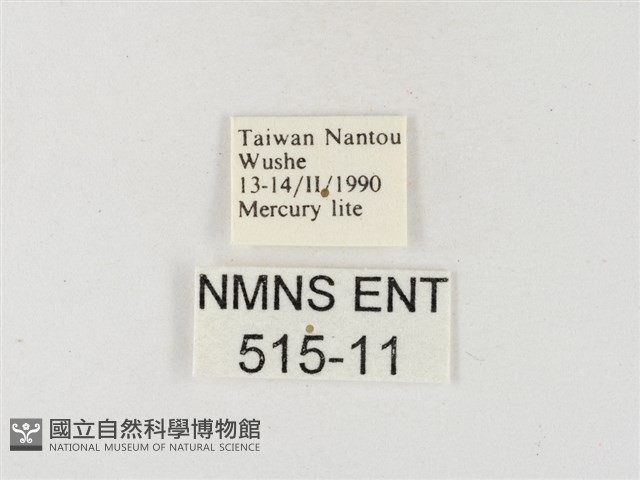 角翅黃蝶藏品圖，第3張
