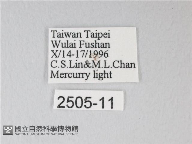 臺灣卵翅蛾藏品圖，第3張
