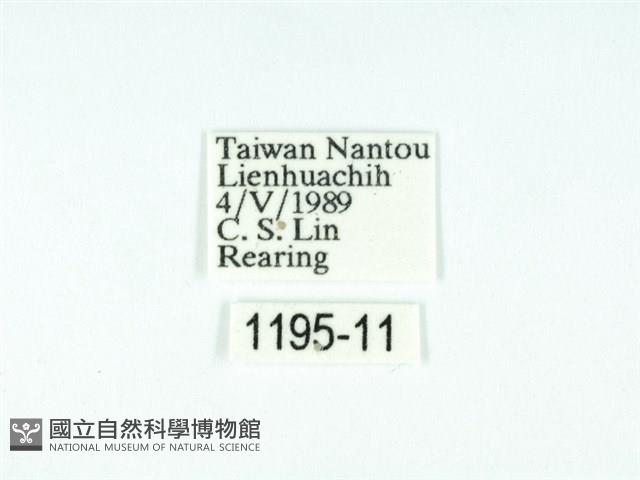 黃肩奇蛾藏品圖，第3張